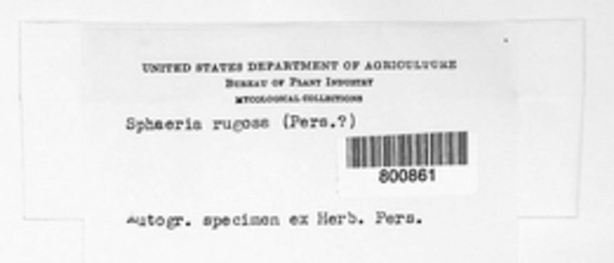 Bertia image